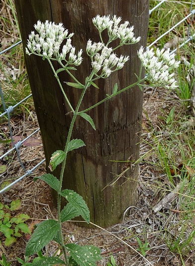 {Eupatorium album}